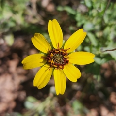 Berlandiera lyrata