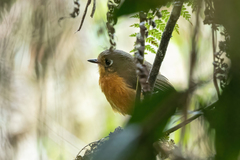 Grallaricula leymebambae