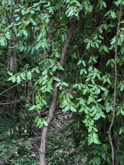 Euonymus fortunei