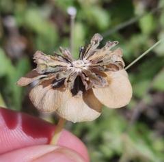 Berlandiera lyrata