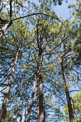 Pinus durangensis