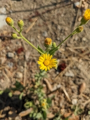 Heterotheca grandiflora
