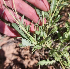 Berlandiera lyrata