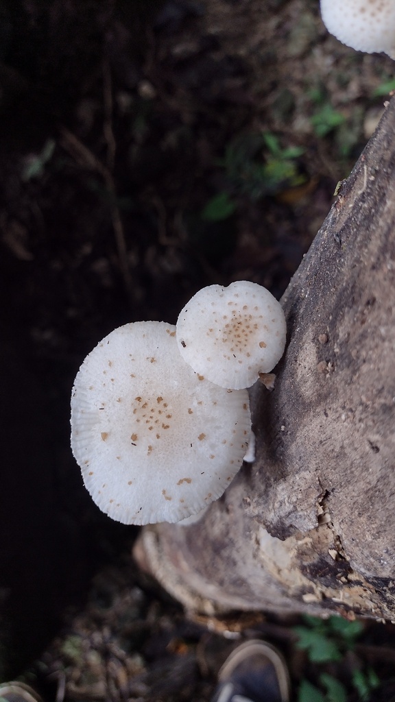 Oudemansiella cubensis from Palenque, Chiapas, Mexico on September 29