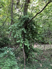 Euonymus fortunei