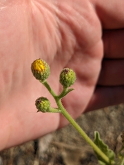 Heterotheca grandiflora