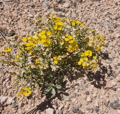 Psilostrophe tagetina