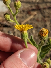 Heterotheca grandiflora