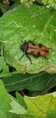 Astylus trifasciatus