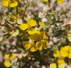 Psilostrophe tagetina