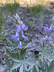 Lupinus obtusilobus
