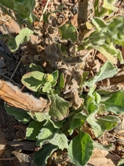 Heterotheca grandiflora