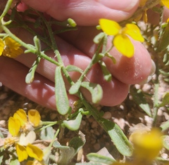 Psilostrophe tagetina