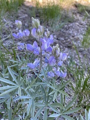 Lupinus obtusilobus
