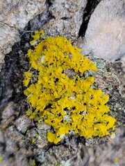 Xanthomendoza fallax