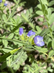 Polemonium