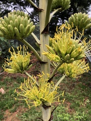 Agave desmettiana