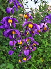 Solanum dulcamaroides
