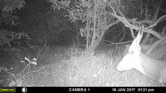 Tragelaphus scriptus