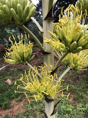 Agave desmettiana