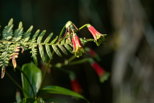 Bomarea cornuta (Bomarea cornuta)