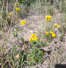 Heliopsis parvifolia
