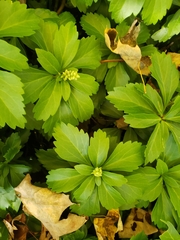 Pachysandra terminalis