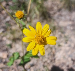 Heliopsis parvifolia