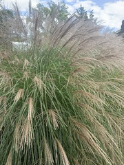 Miscanthus