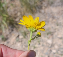 Heliopsis parvifolia