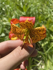 Lilium pardalinum