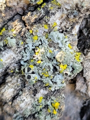 Phaeophyscia hirsuta