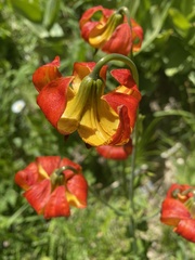 Lilium pardalinum