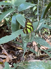 Philaethria dido