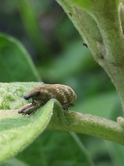 Gasteroclisus