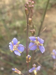 Heliophila