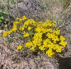 Psilostrophe tagetina