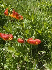 Lilium pardalinum