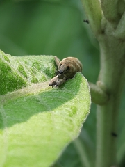 Gasteroclisus