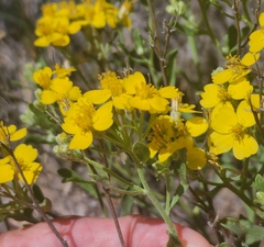 Psilostrophe tagetina