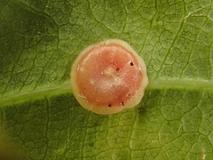 Neuroterus quercusbaccarum