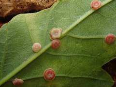 Neuroterus quercusbaccarum