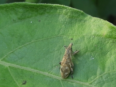 Gasteroclisus