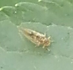 Phyllonorycter issikii