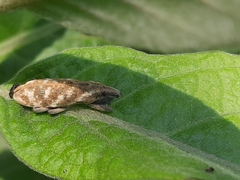 Gasteroclisus