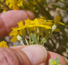 Psilostrophe tagetina