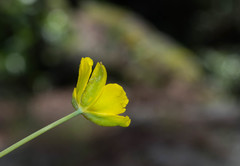 Calochortus venustulus