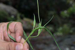 Calochortus venustulus