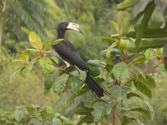 Lophoceros fasciatus