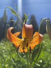 Lilium pardalinum